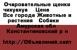 Очаровательные щенки чихуахуа  › Цена ­ 25 000 - Все города Животные и растения » Собаки   . Амурская обл.,Константиновский р-н